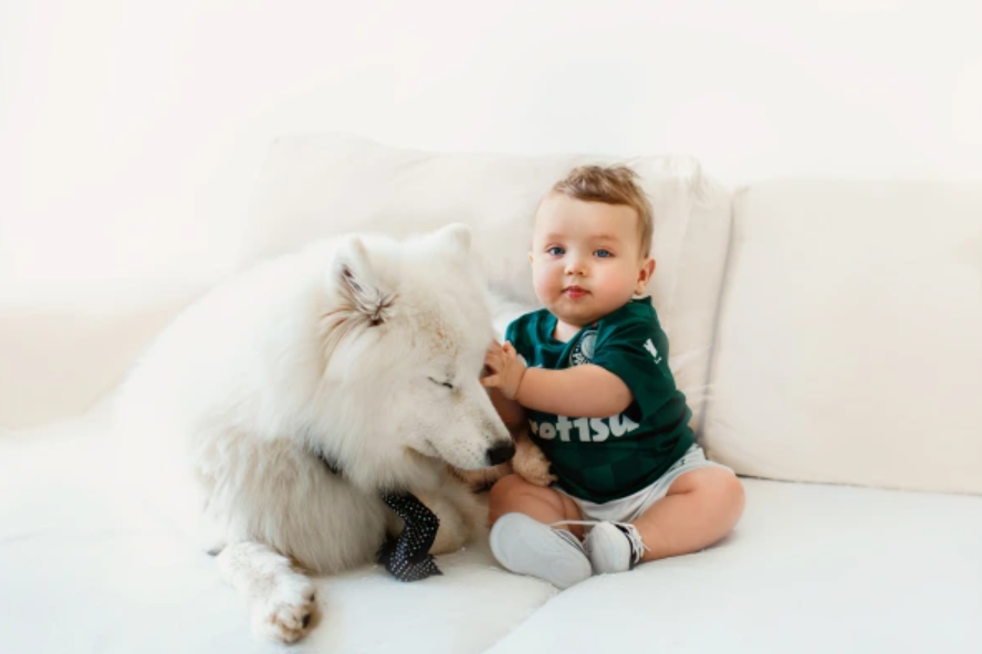 Je samojed vhodný pes do bytu?